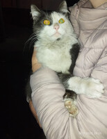 Собаки и кошки в добрые руки