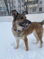 Собаки и кошки в добрые руки