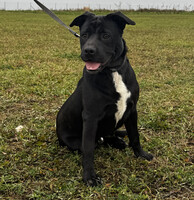 Собаки и кошки в добрые руки