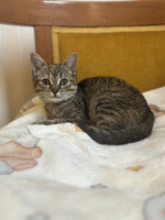 Собаки и кошки в добрые руки