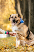 Собаки и кошки в добрые руки