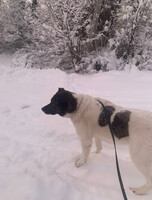 Собаки и кошки в добрые руки