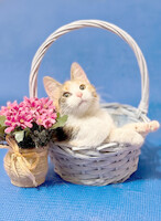 Собаки и кошки в добрые руки