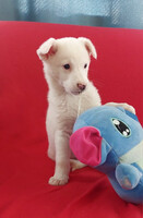 Собаки и кошки в добрые руки