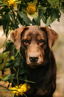 Собаки и кошки в добрые руки