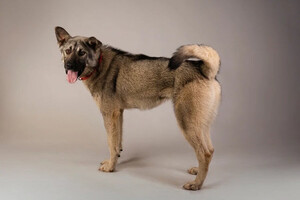 Собаки и кошки в добрые руки