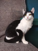 Собаки и кошки в добрые руки