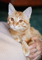 Собаки и кошки в добрые руки