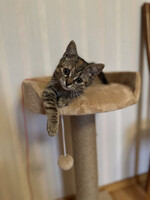 Собаки и кошки в добрые руки