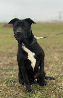 Собаки и кошки в добрые руки