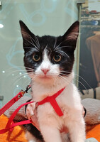 Собаки и кошки в добрые руки