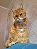 Собаки и кошки в добрые руки