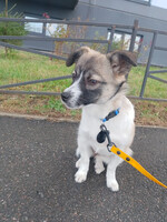 Собаки и кошки в добрые руки