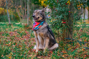 Собаки и кошки в добрые руки