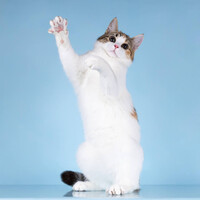 Собаки и кошки в добрые руки