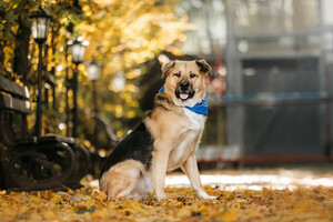 Собаки и кошки в добрые руки