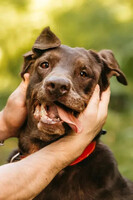 Собаки и кошки в добрые руки