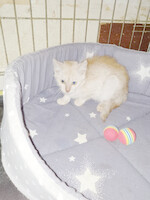 Собаки и кошки в добрые руки