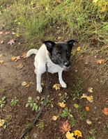 Собаки и кошки в добрые руки