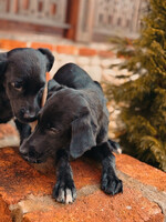 Собаки и кошки в добрые руки