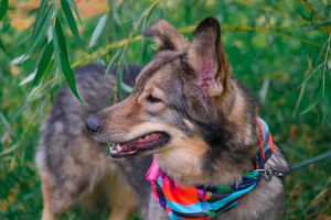 Собаки и кошки в добрые руки
