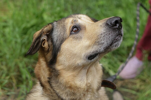 Собаки и кошки в добрые руки