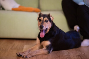 Собаки и кошки в добрые руки