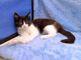 Собаки и кошки в добрые руки