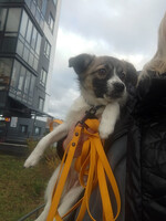 Собаки и кошки в добрые руки