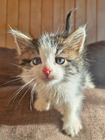 Собаки и кошки в добрые руки