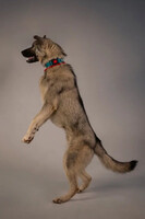 Собаки и кошки в добрые руки