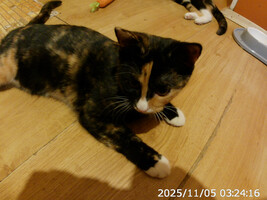 Собаки и кошки в добрые руки