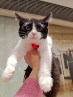 Собаки и кошки в добрые руки