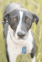 Собаки и кошки в добрые руки