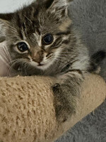 Собаки и кошки в добрые руки