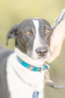 Собаки и кошки в добрые руки