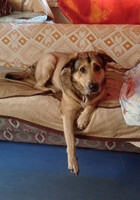 Собаки и кошки в добрые руки