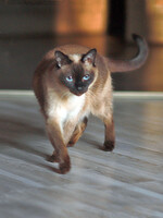 Собаки и кошки в добрые руки