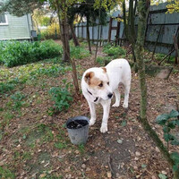 Собаки и кошки в добрые руки