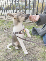 Собаки и кошки в добрые руки