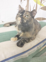 Собаки и кошки в добрые руки