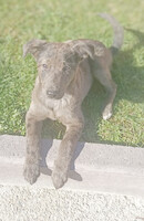 Собаки и кошки в добрые руки