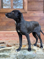 Собаки и кошки в добрые руки