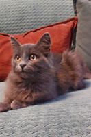 Собаки и кошки в добрые руки