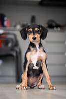 Собаки и кошки в добрые руки