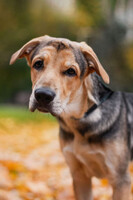 Собаки и кошки в добрые руки