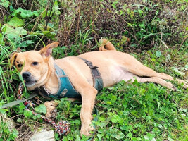 Собаки и кошки в добрые руки