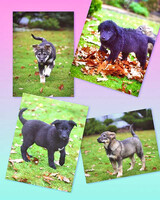 Собаки и кошки в добрые руки