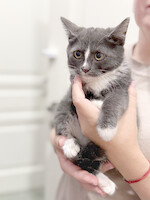 Собаки и кошки в добрые руки