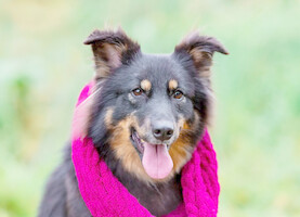 Собаки и кошки в добрые руки